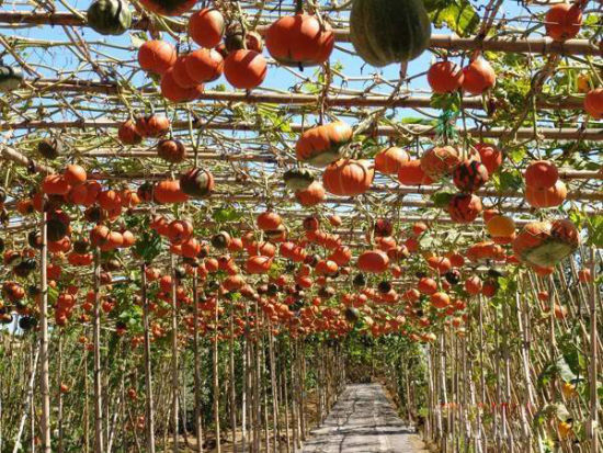 金秋采摘 体味丰收的喜悦