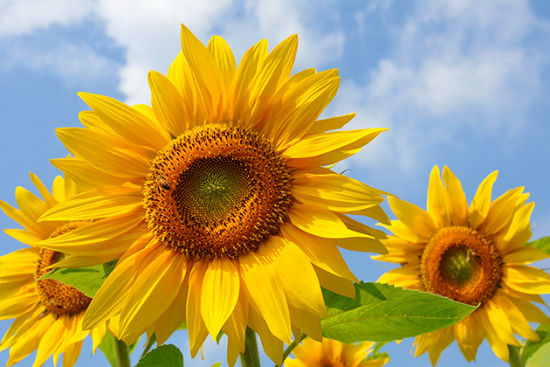 皖南徽州区 寻百亩向日葵自驾线路小贴士(附图