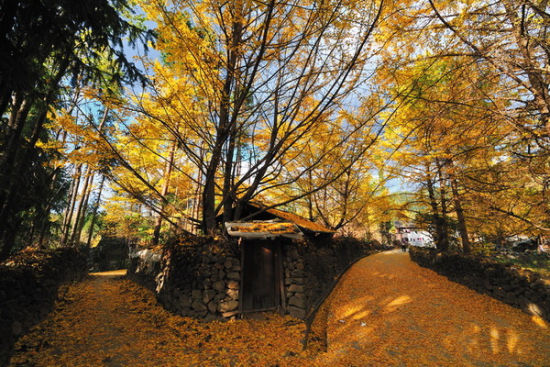 枝上杏正黄 秋游云南腾冲银杏村