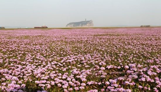 鄱阳湖花海 鄱阳湖花海