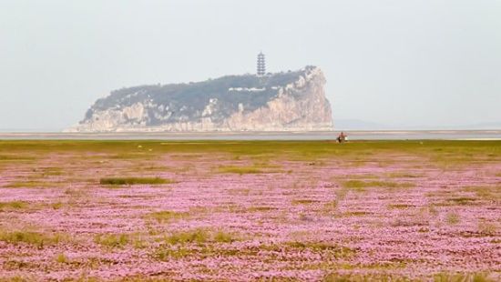 鞋山对岸的花海 鞋山对岸的花海