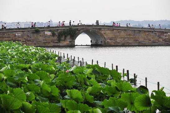 潮游杭州 西溪听芦(组图)