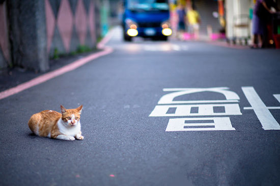 台北 猫村 侯硐这里的主人是猫 2 新浪旅游 新浪网