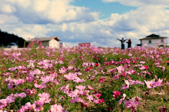 即刻从大连出发去西藏看高原上的格桑花
