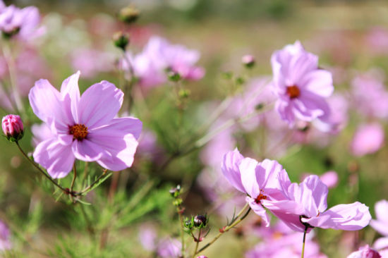 即刻从大连出发去西藏看高原上的格桑花