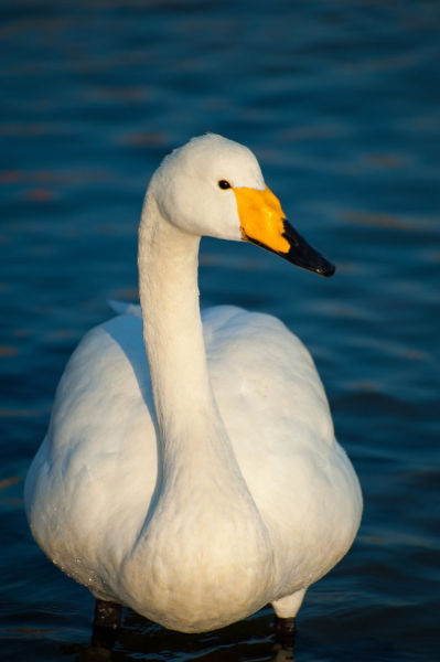 威海烟墩角 与白色精灵大天鹅共舞
