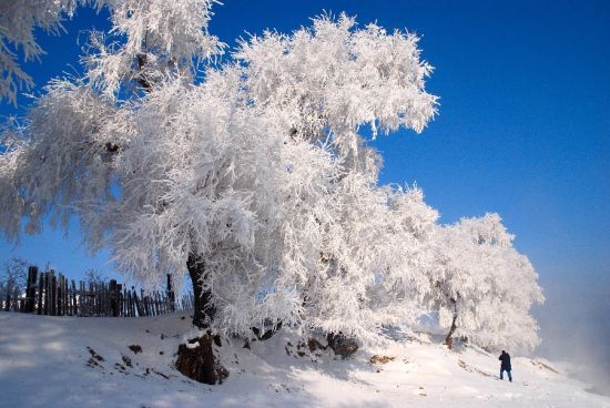 吉林雾凇岛 令人沉醉神往的纯净雪世界_吉林,吉林旅游
