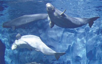 珠海海洋动物主题公园 精彩的海洋奇观