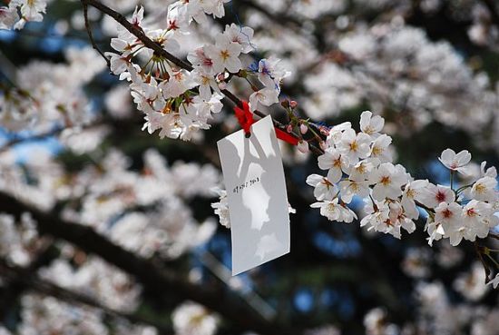 武汉大学 樱花,这种绝妙组合最适合人文旅游的爱好者.