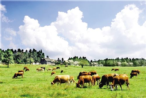 仙女山市级旅游度假区; 四面山市级旅游度假区_重庆旅游游记攻略_重庆