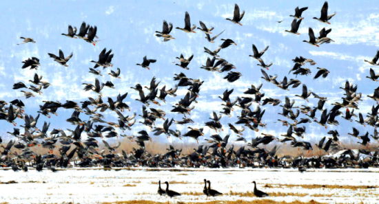 珲春市成千上万只候鸟回归湿地与您相约