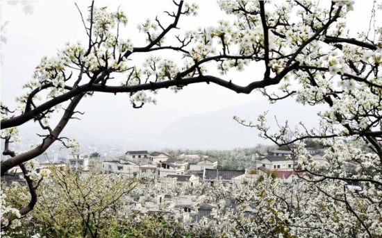 姗姗而来梨花雨九襄三月美不胜收_新浪旅游_新浪网