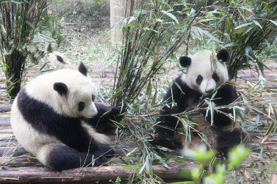 国宝熊猫手拉手 熊猫基地去春游