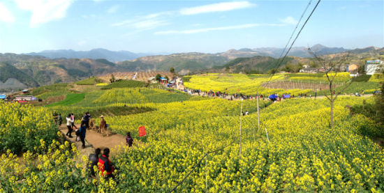 宁海桑洲 无限青青菜花黄