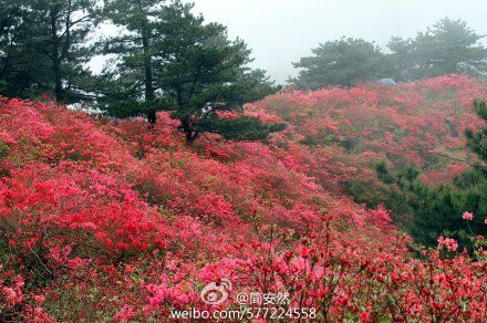 麻城赏杜鹃花自驾游攻略