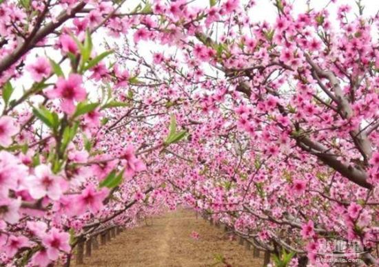 东西湖走马岭——桃花绚烂纷飞