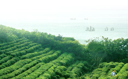 采春茶苏州洞庭东山