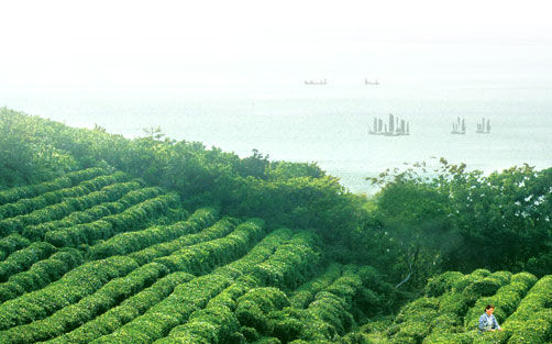 四月芬芳踏青嘗鮮跟著春光采摘去：上海周邊