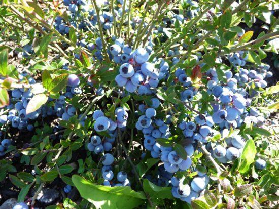 蓝莓分为北高从,半高丛,矮丛,以及兔眼蓝莓