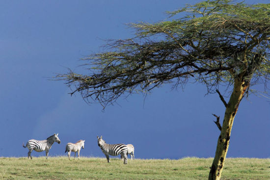 IlNgwezi lodge