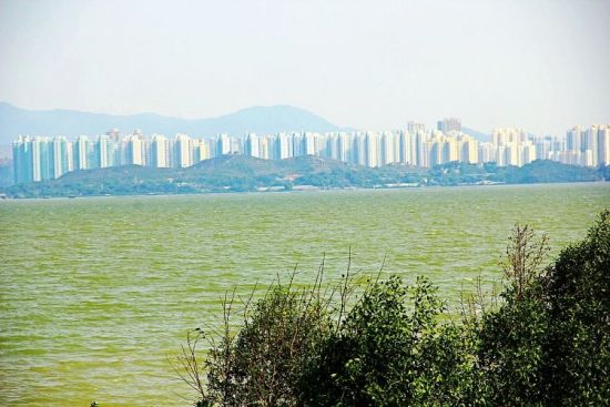 行走深圳湾公园 感受滨海城市的休闲浪漫