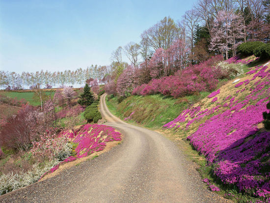 盛开的金达莱+延边州春天的象征