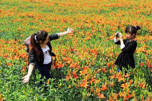 黔江科普园区百合花开 市民前往赏花留影