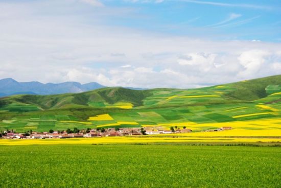 大美青海天境祁连 油菜花开美如画