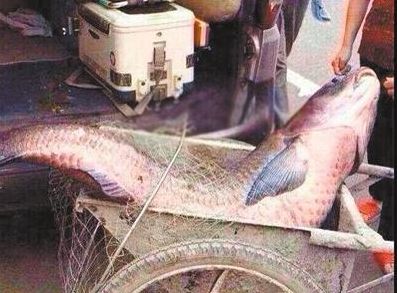 一个多月前,一位云阳县城的居民到石笋河钓到一条100多斤的鲤鱼
