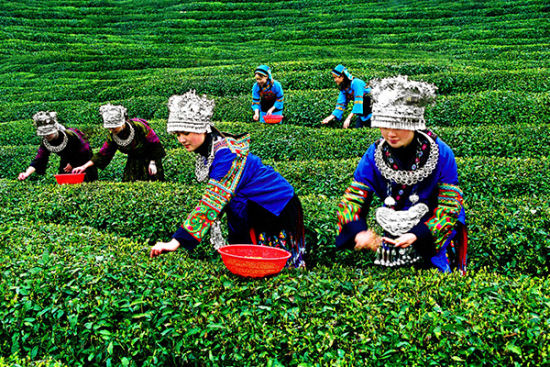 一杯贵州名茶 带你游遍高山茶海