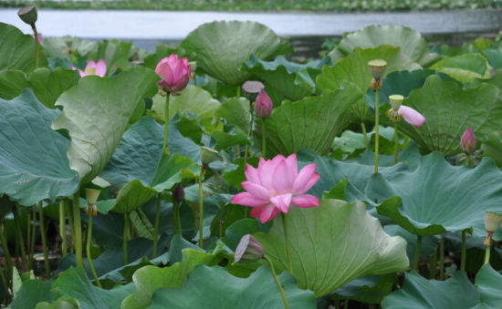 普者黑莲叶何田田 抓住夏天余留的气息