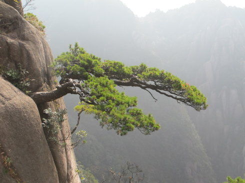 峭壁青松