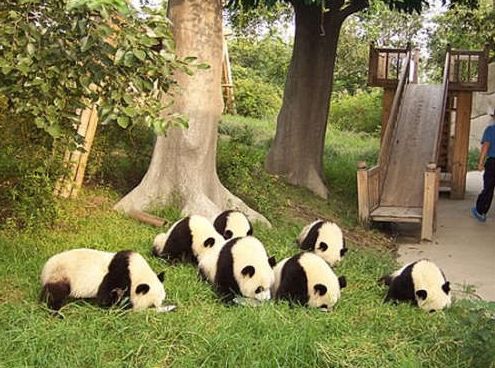 熊猫基地