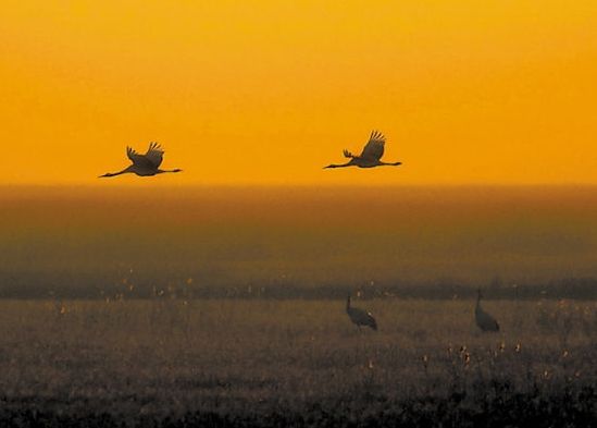 江苏盐城丹顶鹤在自然保护区飞翔(姜帆 摄)