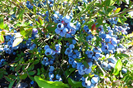 蓝莓分为北高从,半高丛,矮丛,以及兔眼蓝莓