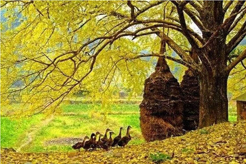 天降长假哪里去 自驾杭州寻秋醉氧(组图)