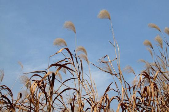 图注:随风飘荡的芦苇