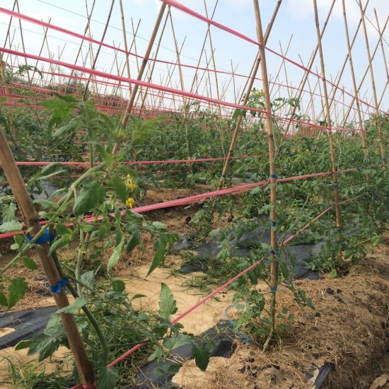 绿色陵水 光坡镇的幸福之路