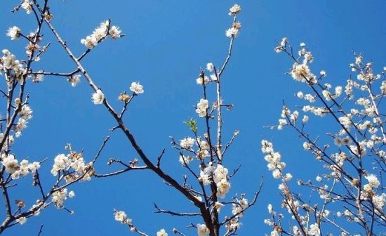 南国雪海香涛诏安青梅烂漫 新浪旅游 新浪网