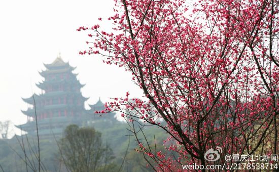 正文位于重庆|新浪旅游 微博|2015年02月12日15:51 2 鸿恩寺公园