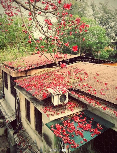 春暖花开 一起到广州高校赏花去(2)