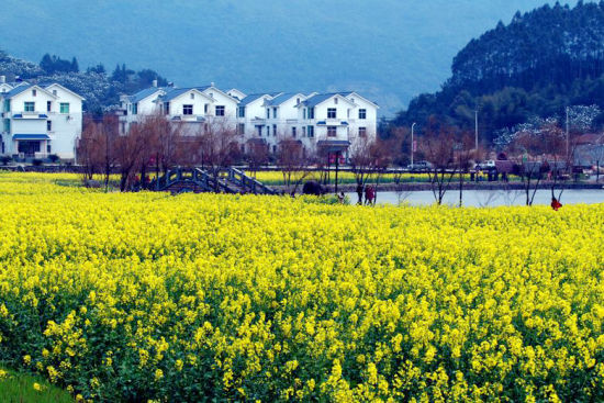 莆田坪盘村油菜花