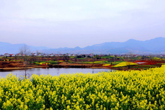 游汉家发祥地 赏中国最美油菜花