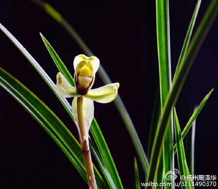 快到扬州来赏花 不负广陵春_新浪镇江