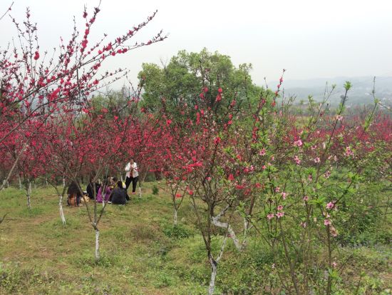 走马观桃花 今年运更旺