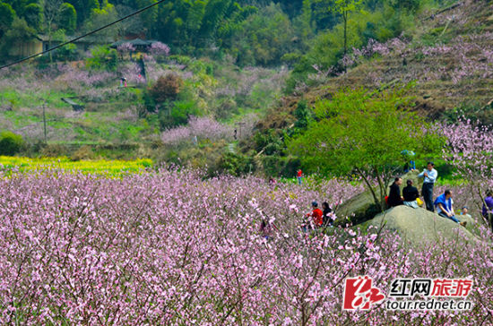 (灰汤东鹜山有着美丽桃花谷,游人如织.