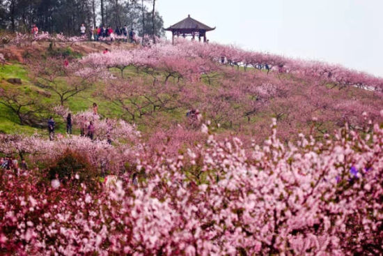春暖3月，到桃花佳地碰出桃花運(yùn)！