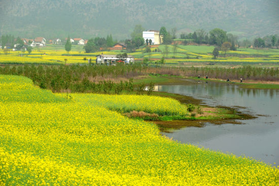 山谷中的油菜花海 自然天成的乡村画廊