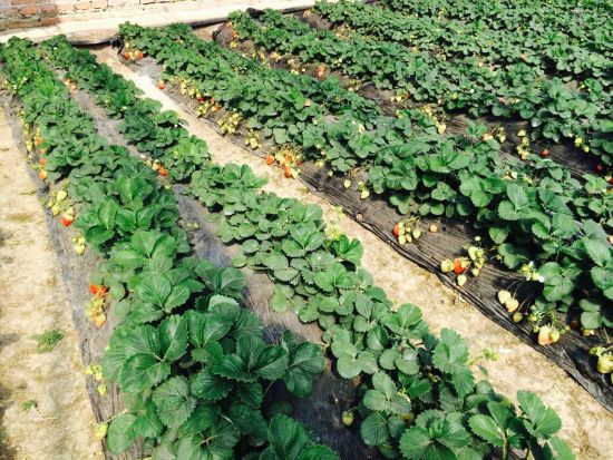 去太空草莓采摘园摘草莓(组图)