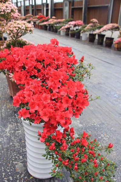 中国造型杜鹃精品展亮相郫县